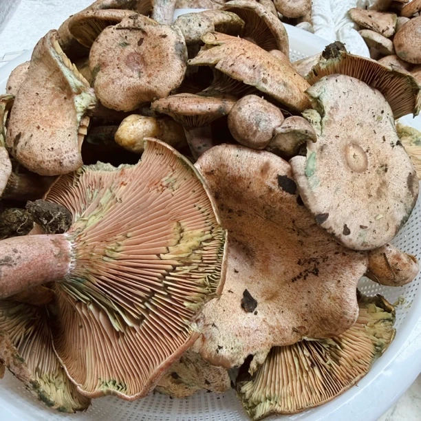 特价野生乌枞菌松菌铜绿菌寒菌（破损菌虫不售后）