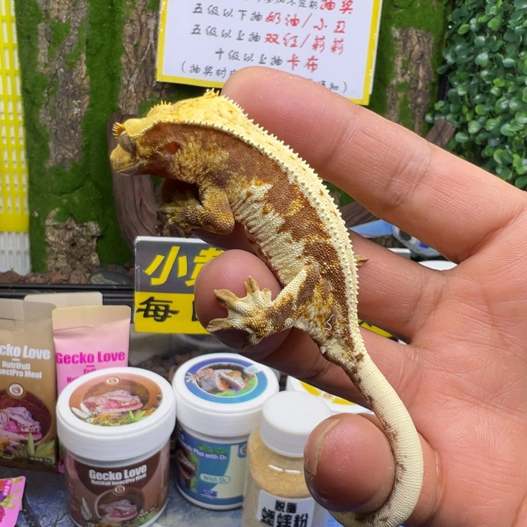睫角守宫暗红底三色莉莉