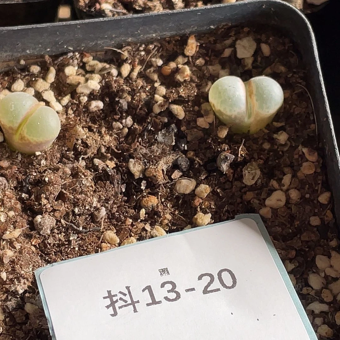 13-20肉锥c10风铃