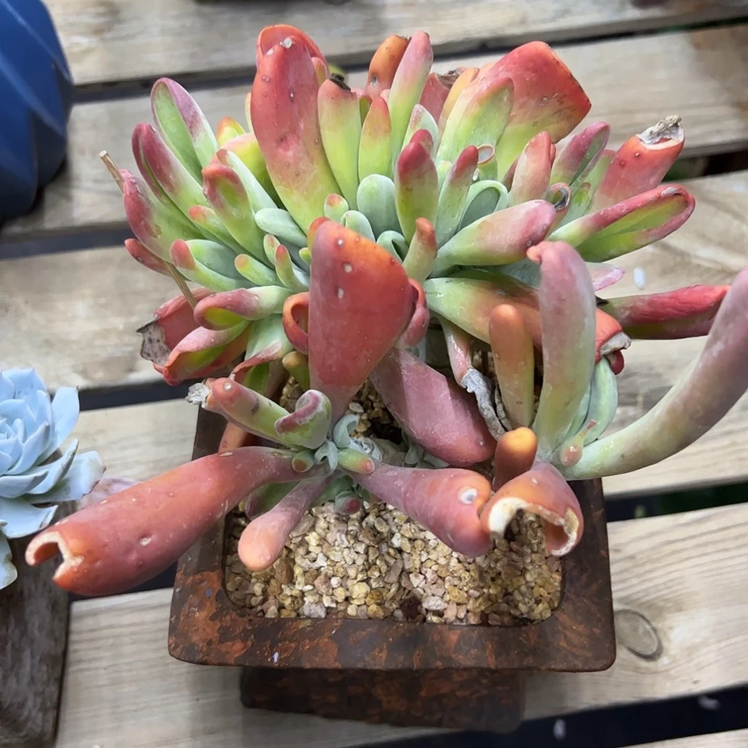 火狐狸38 零零多肉植物