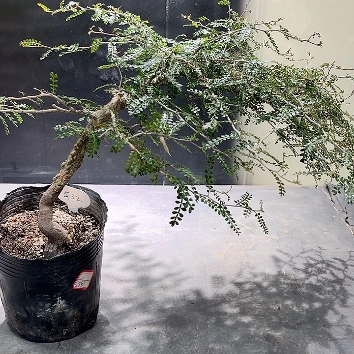 532象足漆树哈哈哈哈哈