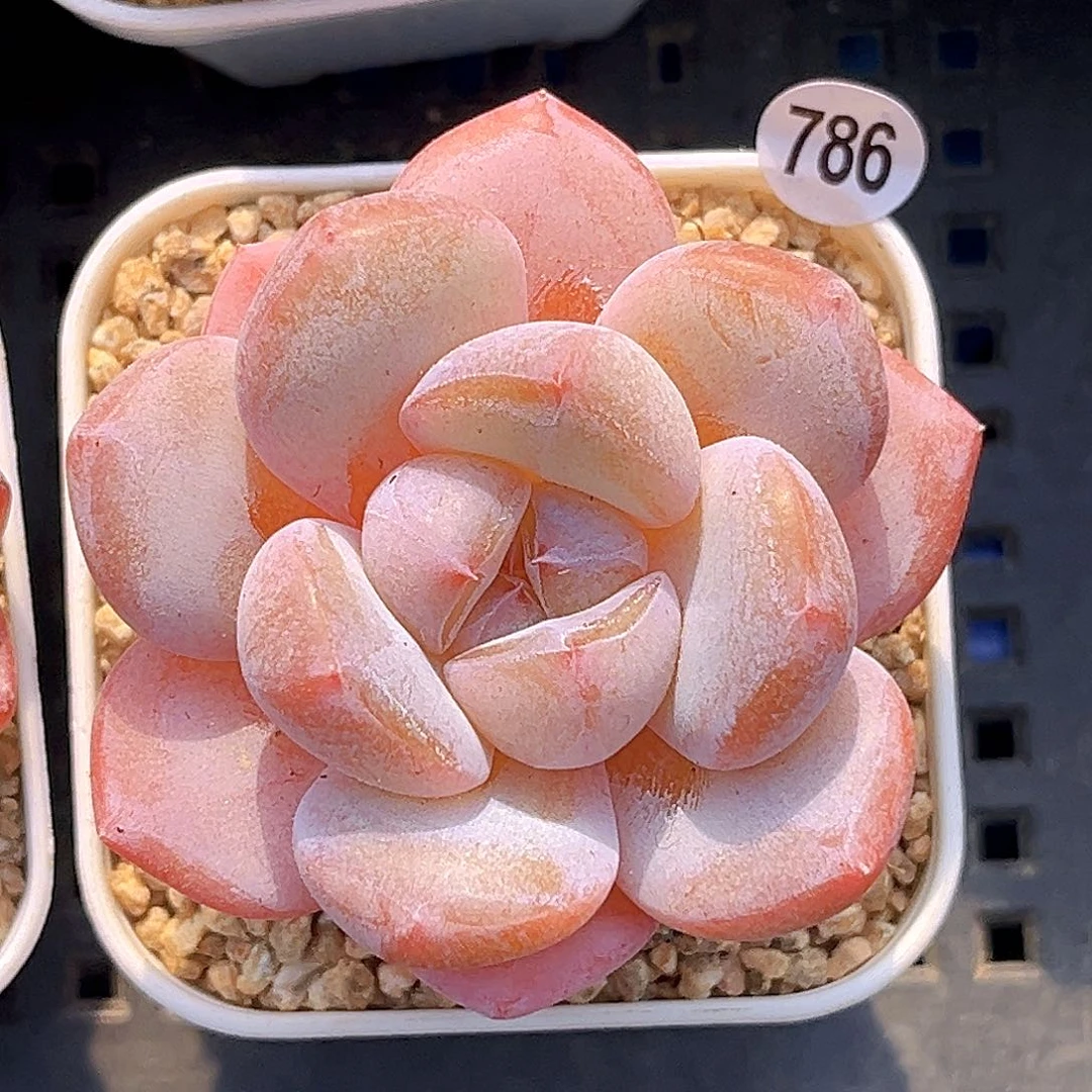 786一物一拍 玉娇