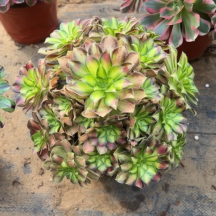 多肉植物韶华一颗包邮