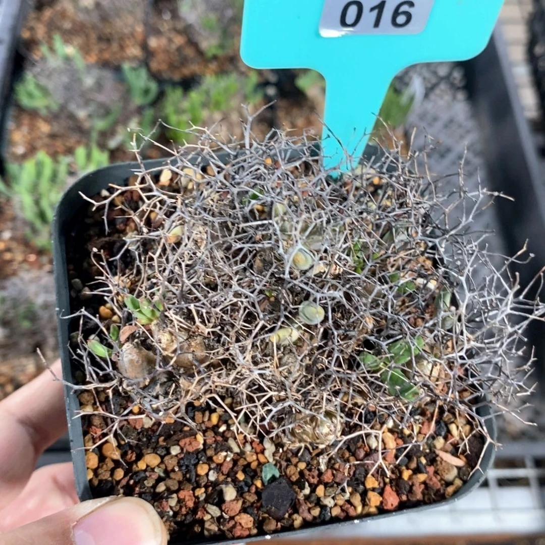 钢丝万物想产地多肉植物