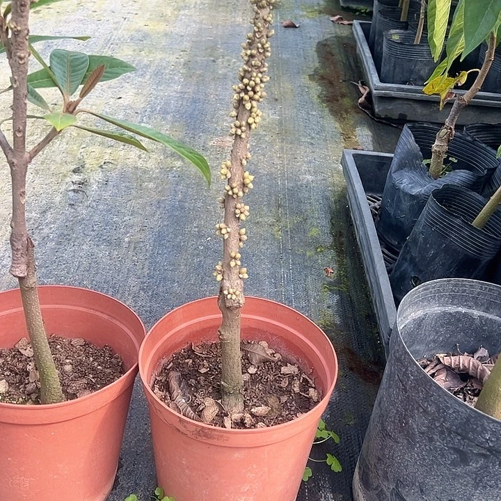 K***怕金钻凤梨4654584699