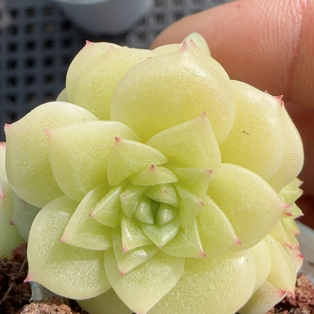 【闪购商品】0220-58优选麦杆