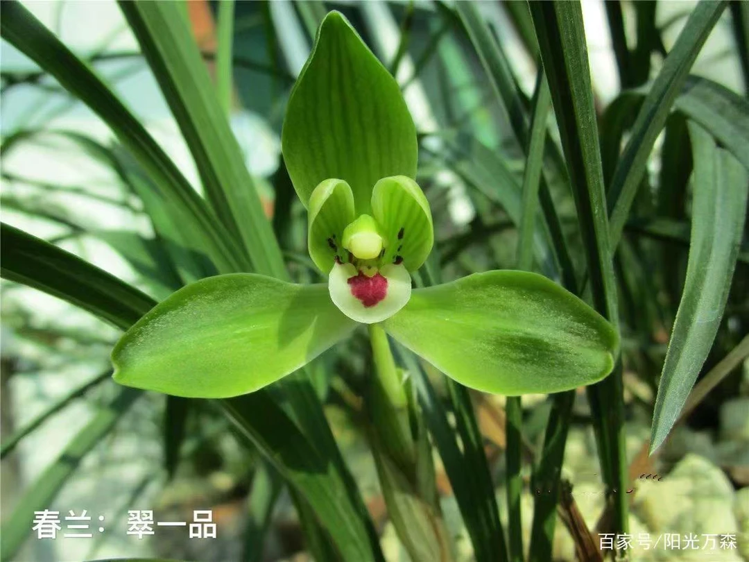 腾冲兰草一物一拍