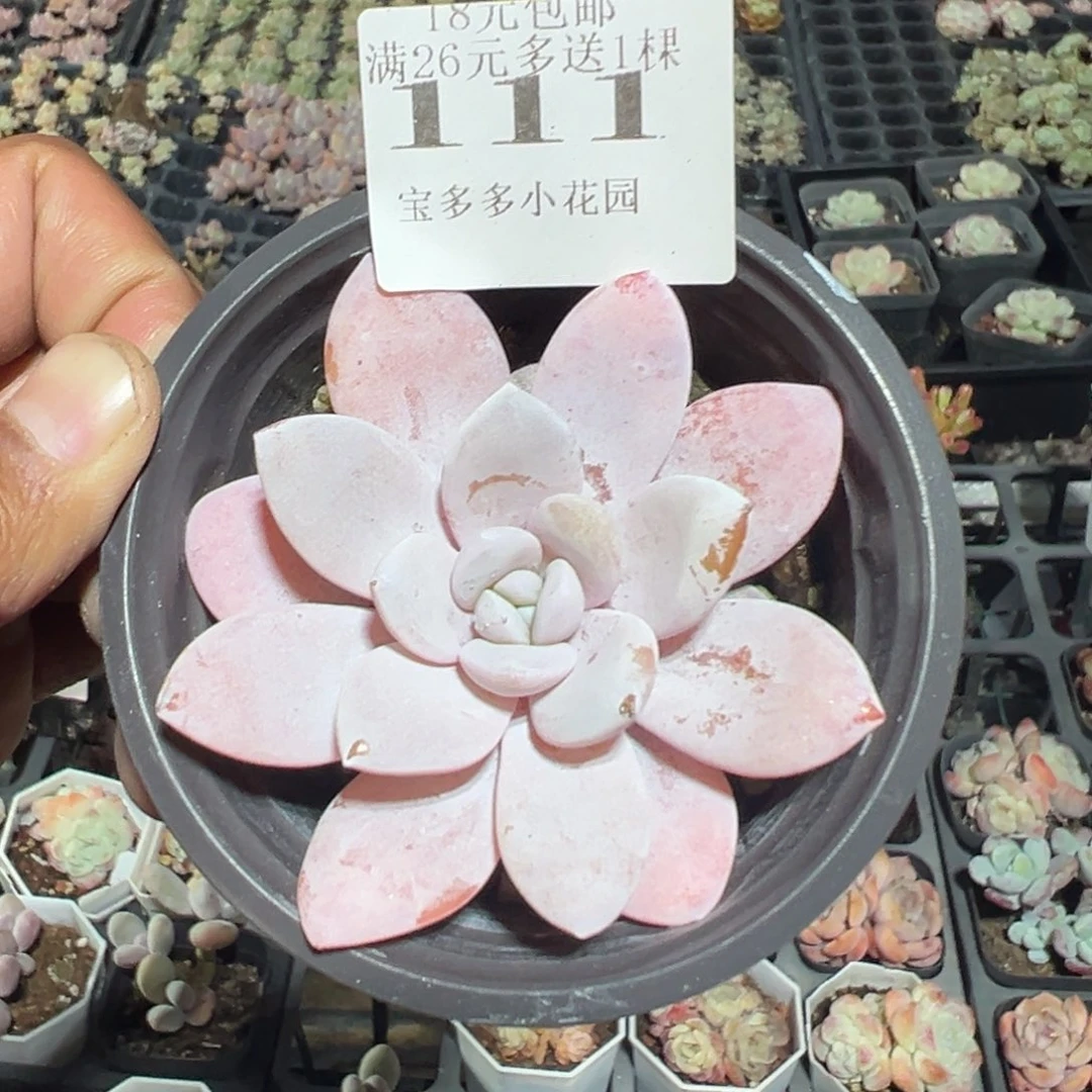 111号粉色雪莲一物一拍满18包邮