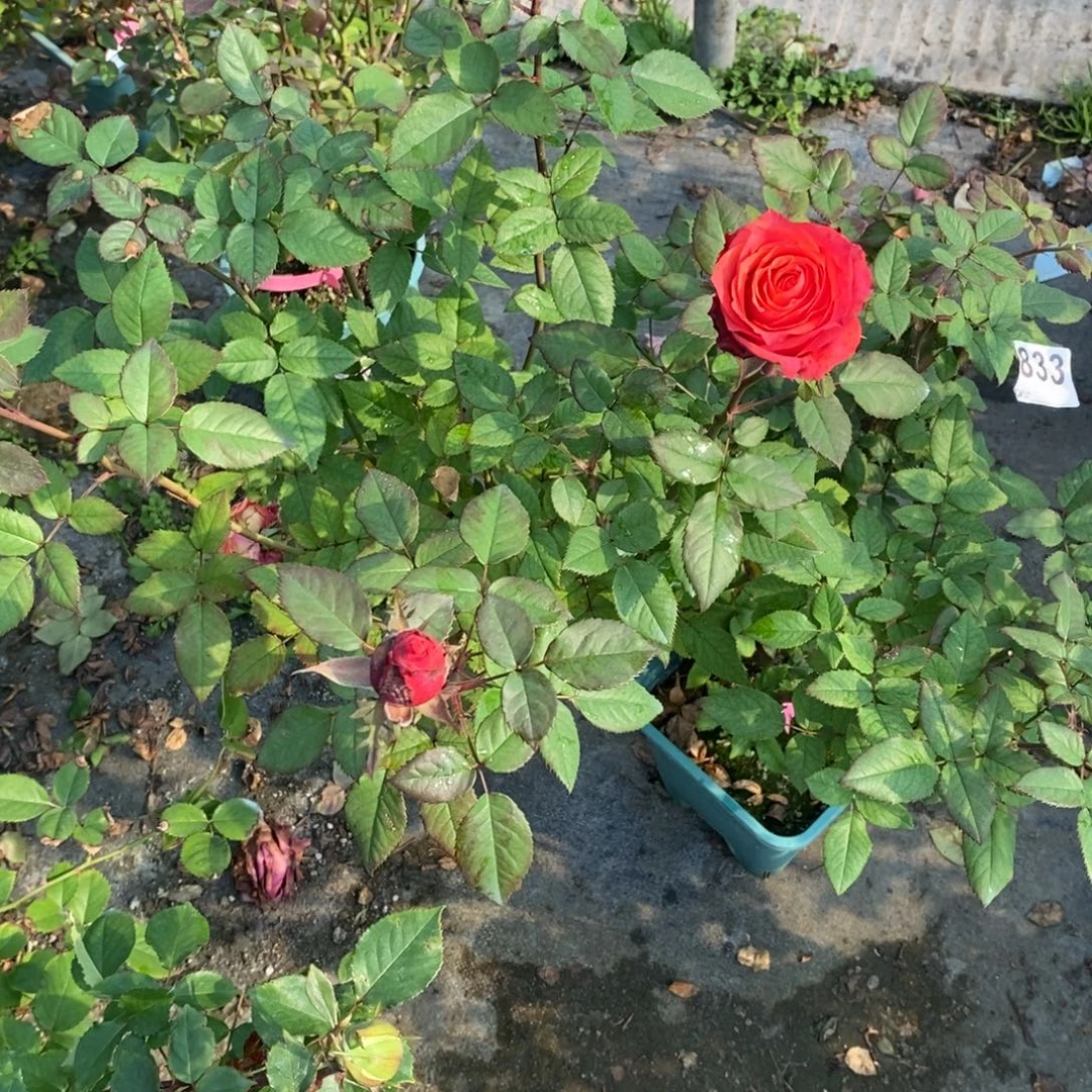 完全开放833厄瓜多尔硬岩原盆