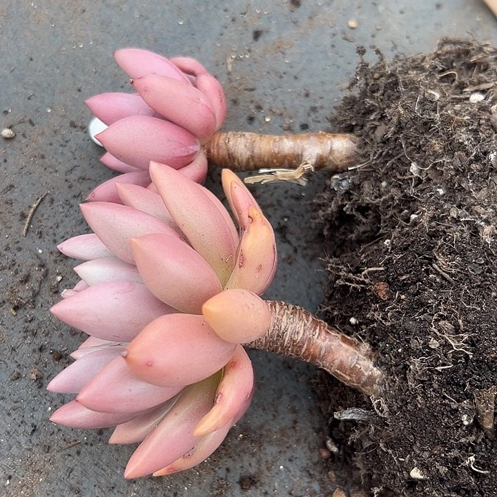 无花朵桃花源单头两盆。