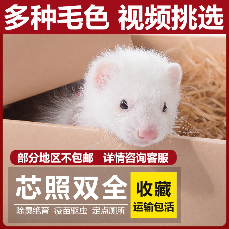 小龙貂雪貂活体定金300 定金定金！不是全款（拍下默认玩具球一个！）