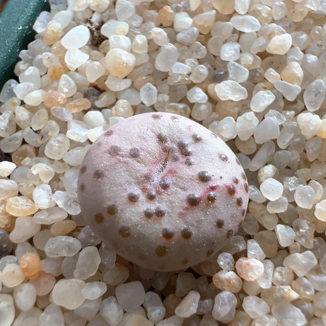 594。优选火龙果安贞