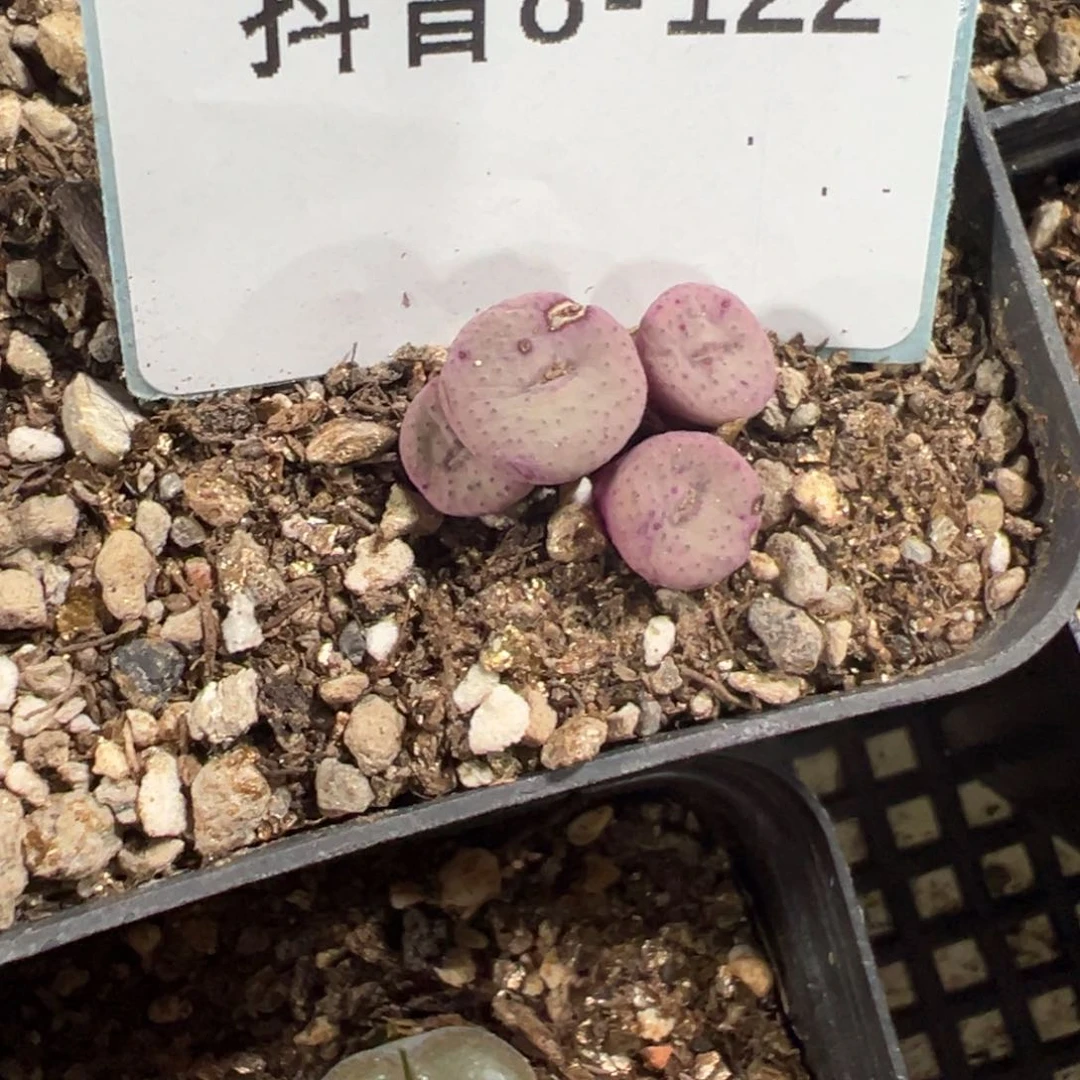 8-122肉锥多肉植物