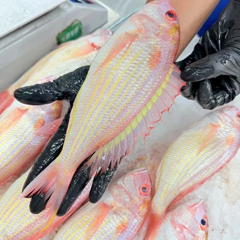 [顺丰冷链]海捕新鲜红三鱼红衫鱼 广东茂名博贺渔港直发