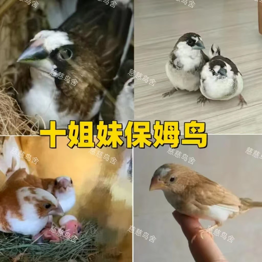 保姆鸟 十姐妹繁殖能力强 辅助其它鸟孵蛋