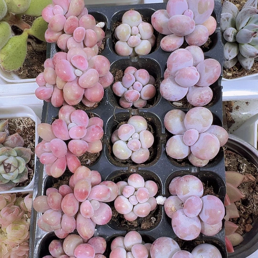 桃蛋组合15颗带托发货