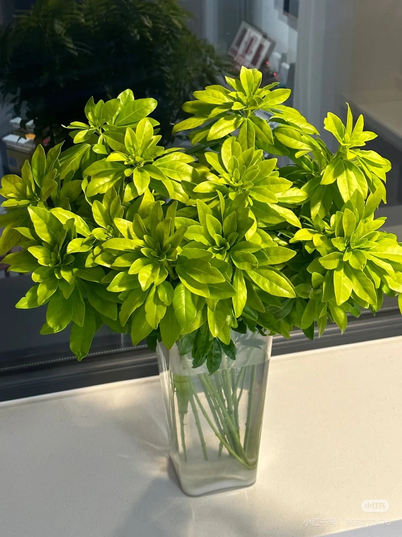 稀有橘叶橙花叶橘香味云南鲜花用于插花装饰