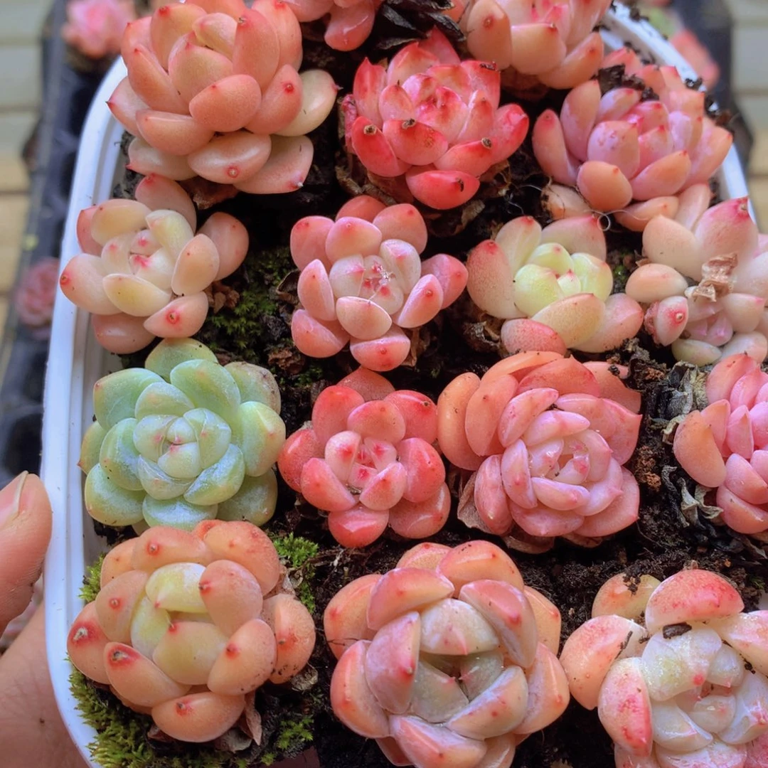 我要去看你了啊我015