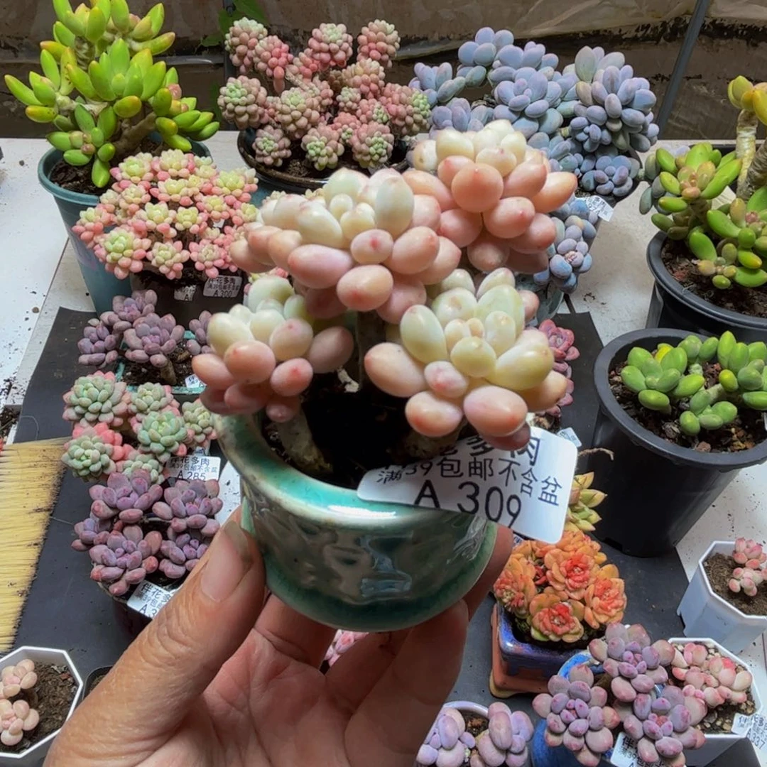 309鱼子酱5cm多肉
