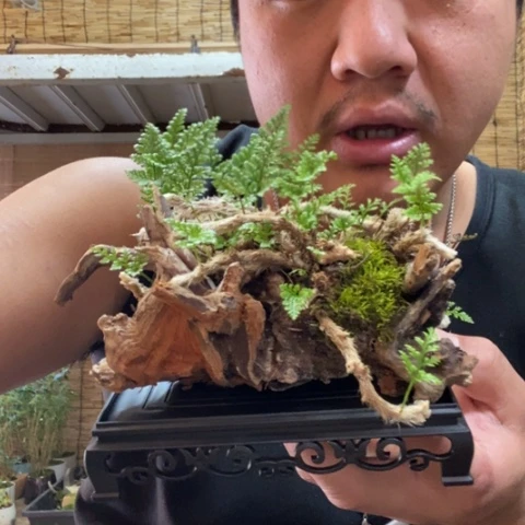 红陶娜****⁷一物一拍所见即所得80