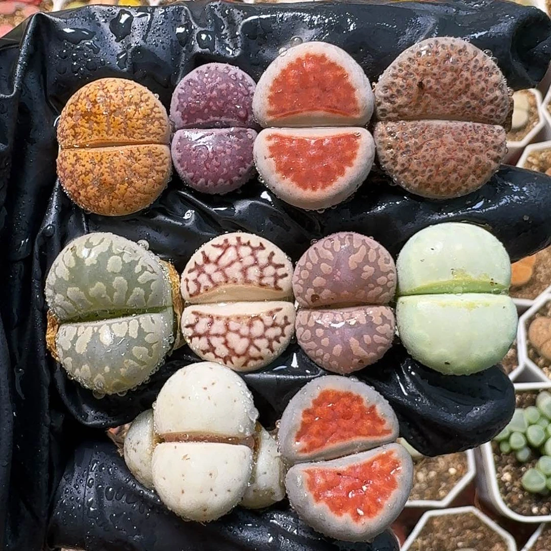 生石花等11111111。   305