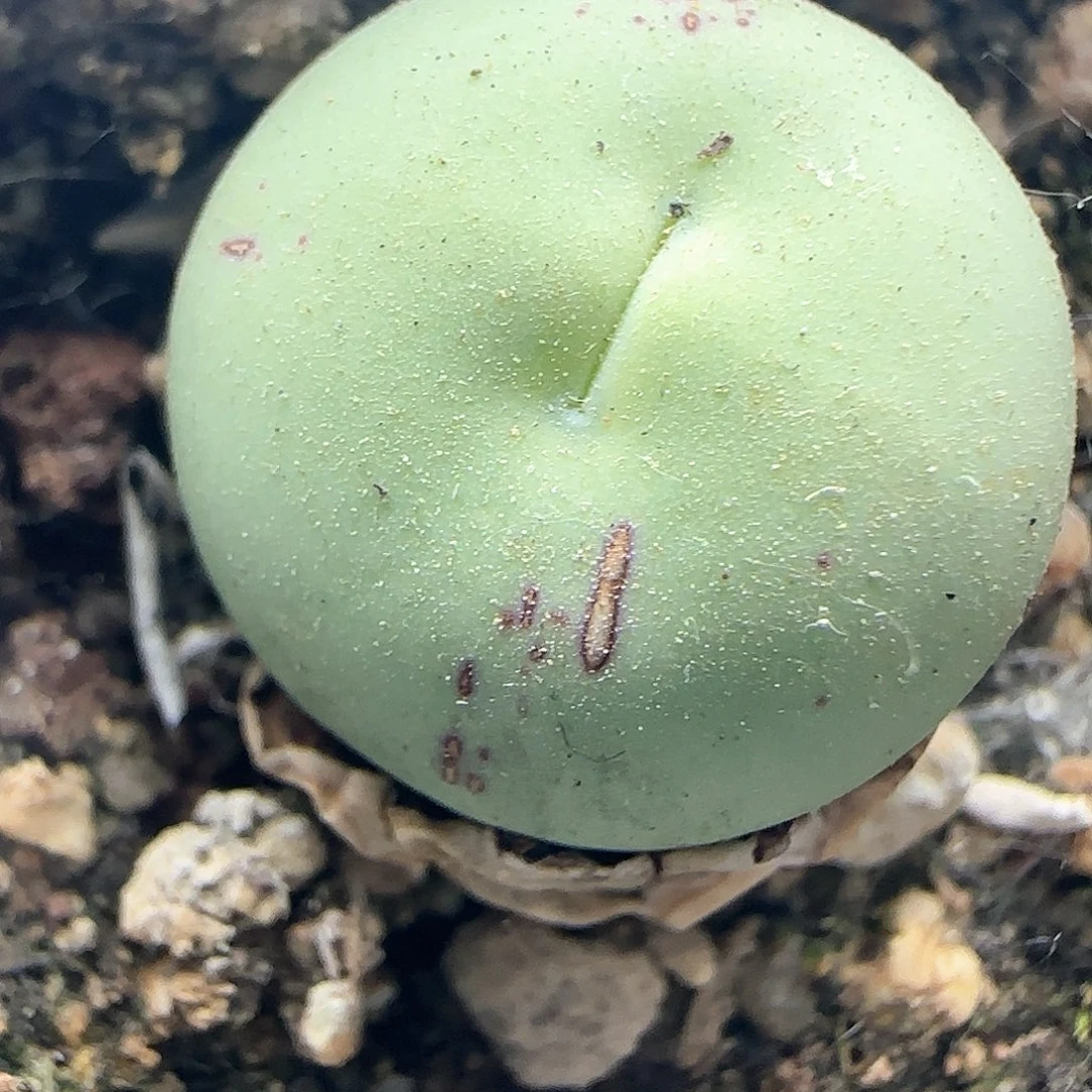 哈哈哈哈我真的38895