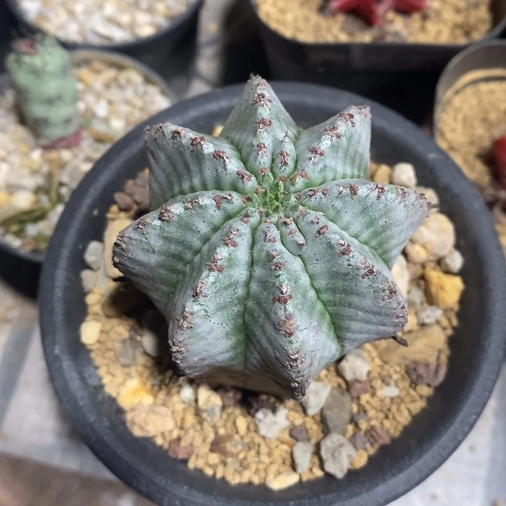 白肌魁伟玉仙人球