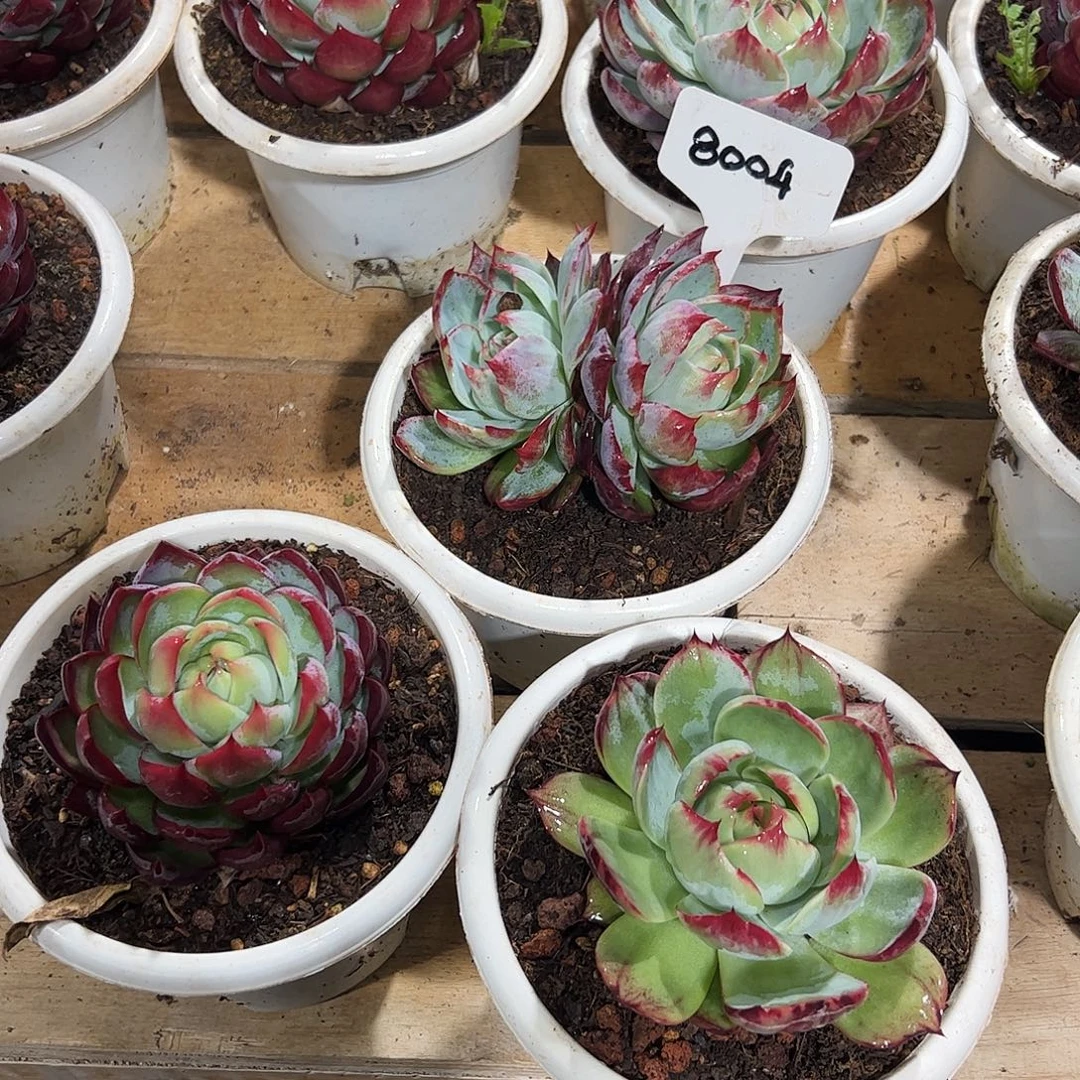 惊鸿仙子三颗8004号双头不包整