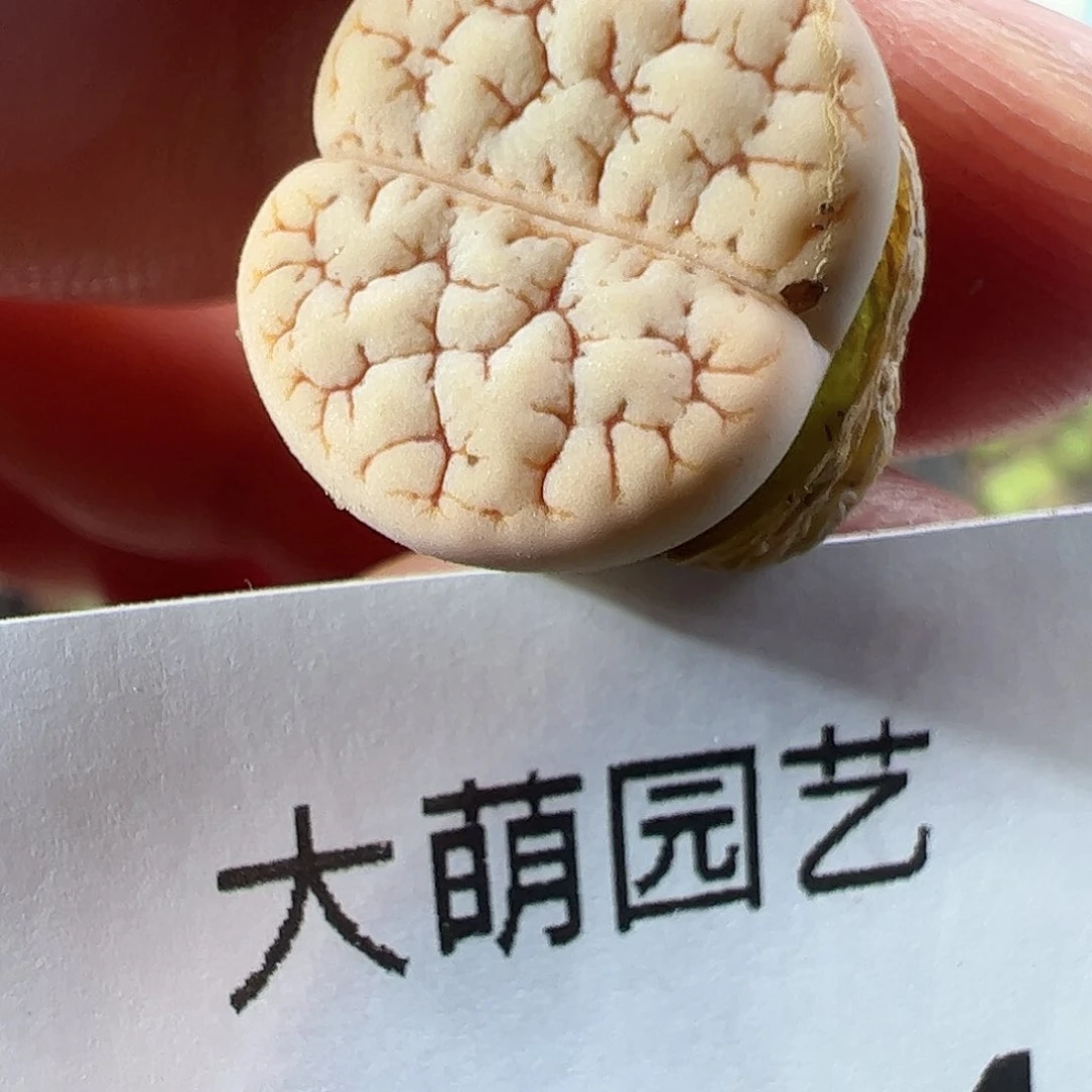 0000304 一物一拍……