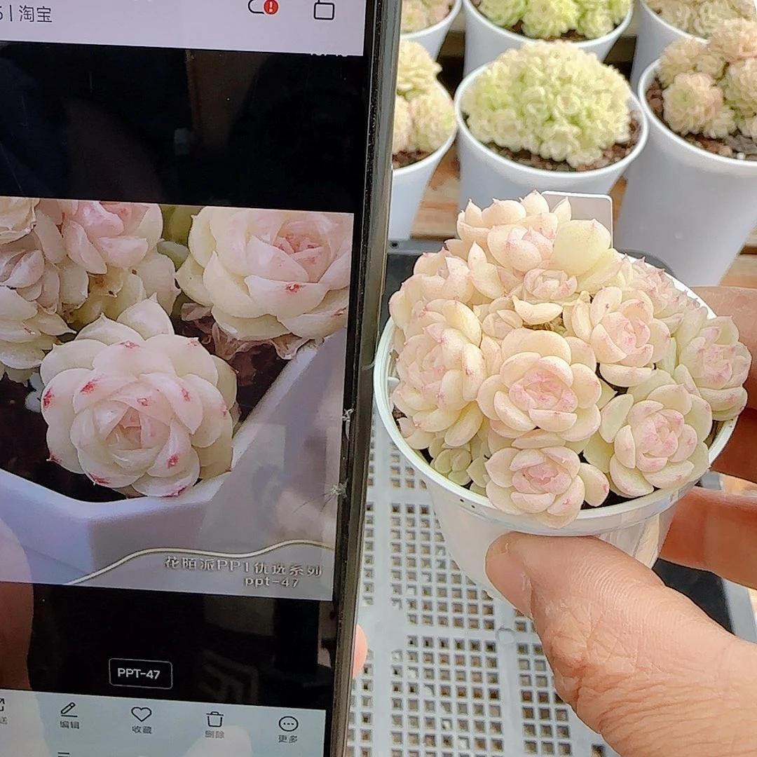 優***奈1224-48（ppt-47）优选