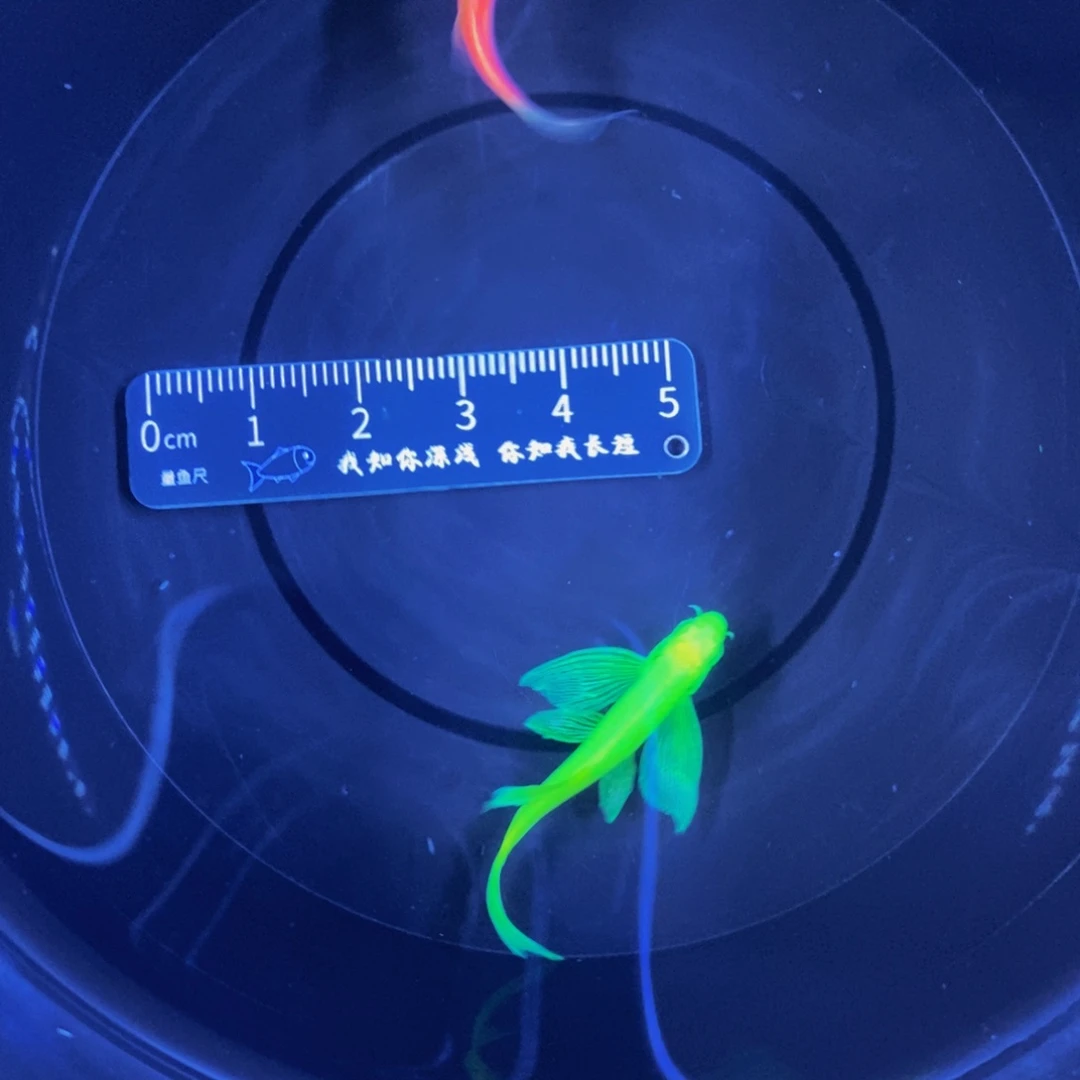 斑马鱼蝶翼斑马3.5厘米2条