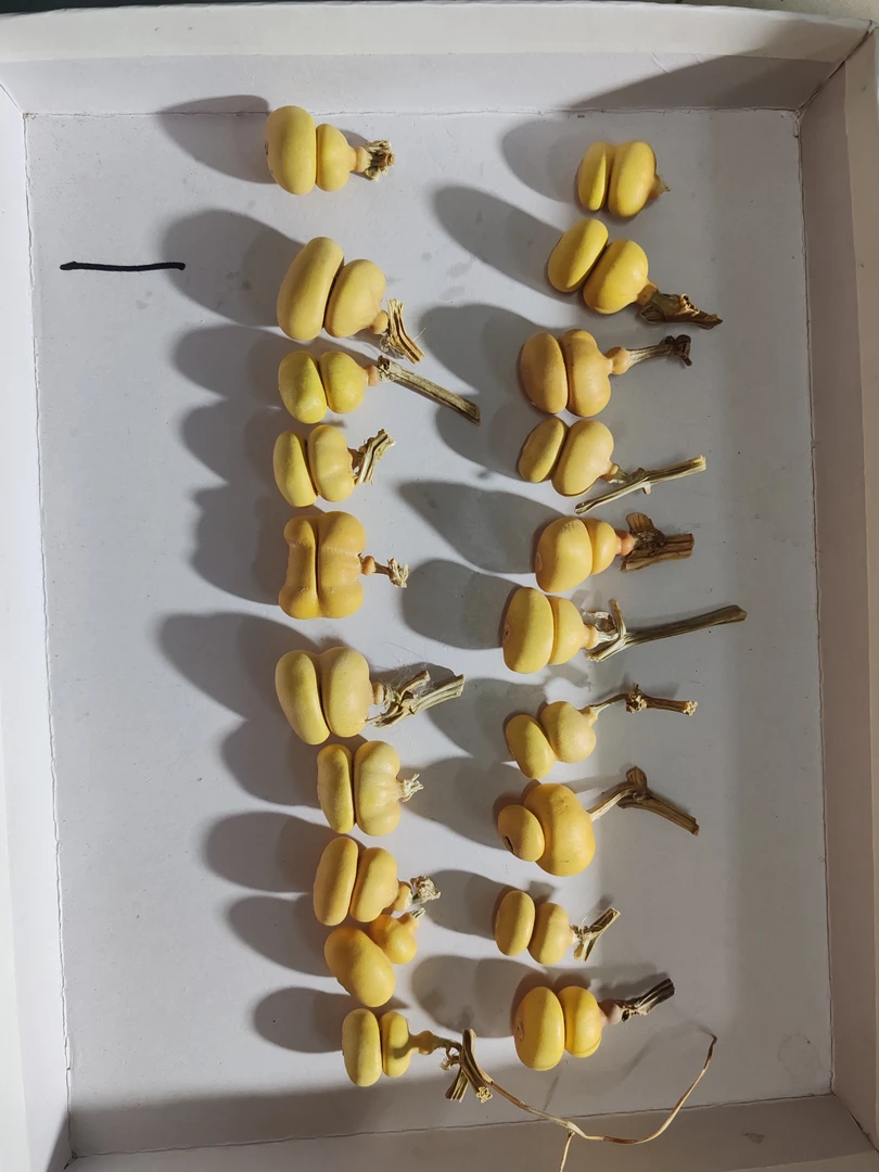 天然手工葫芦钱袋 20个可盘玩一物一图随机发货