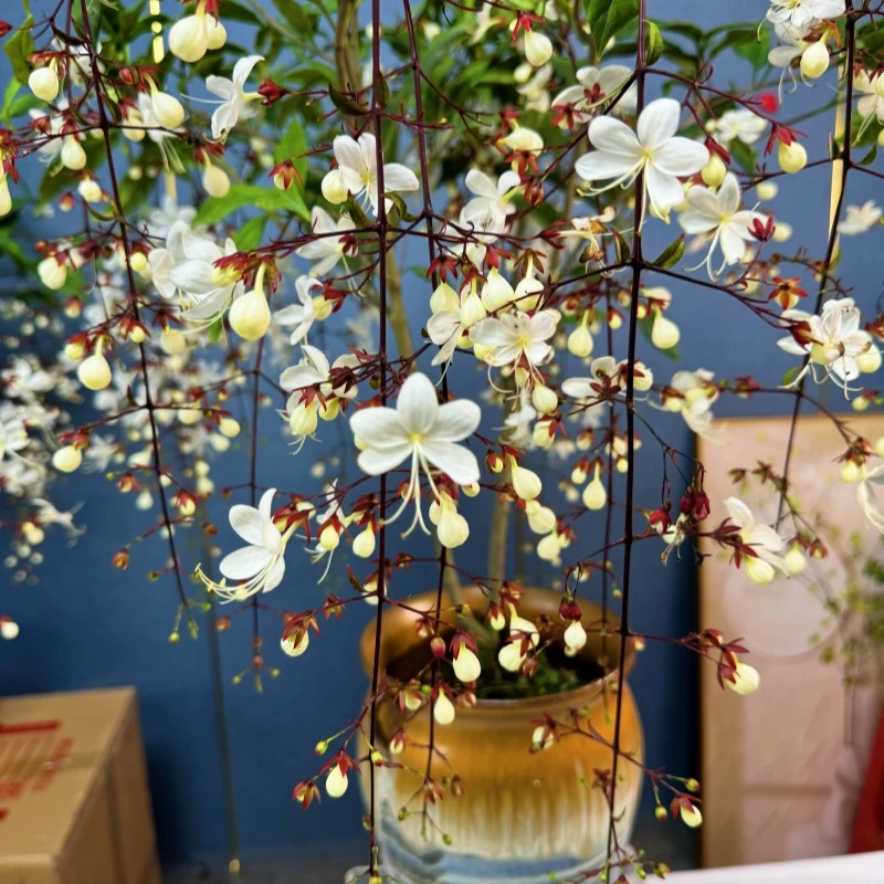 泰国茉莉 室内年宵花