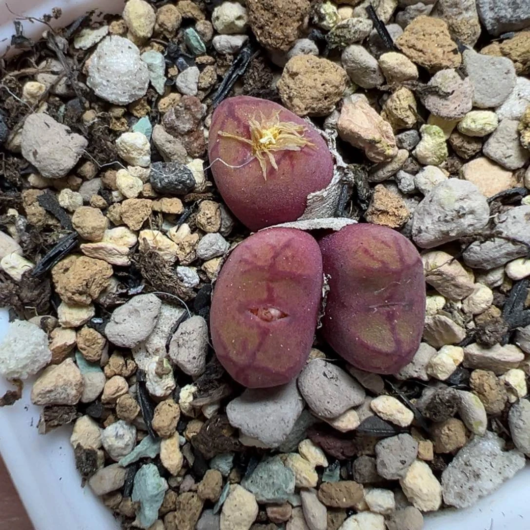 【闪购商品】731……