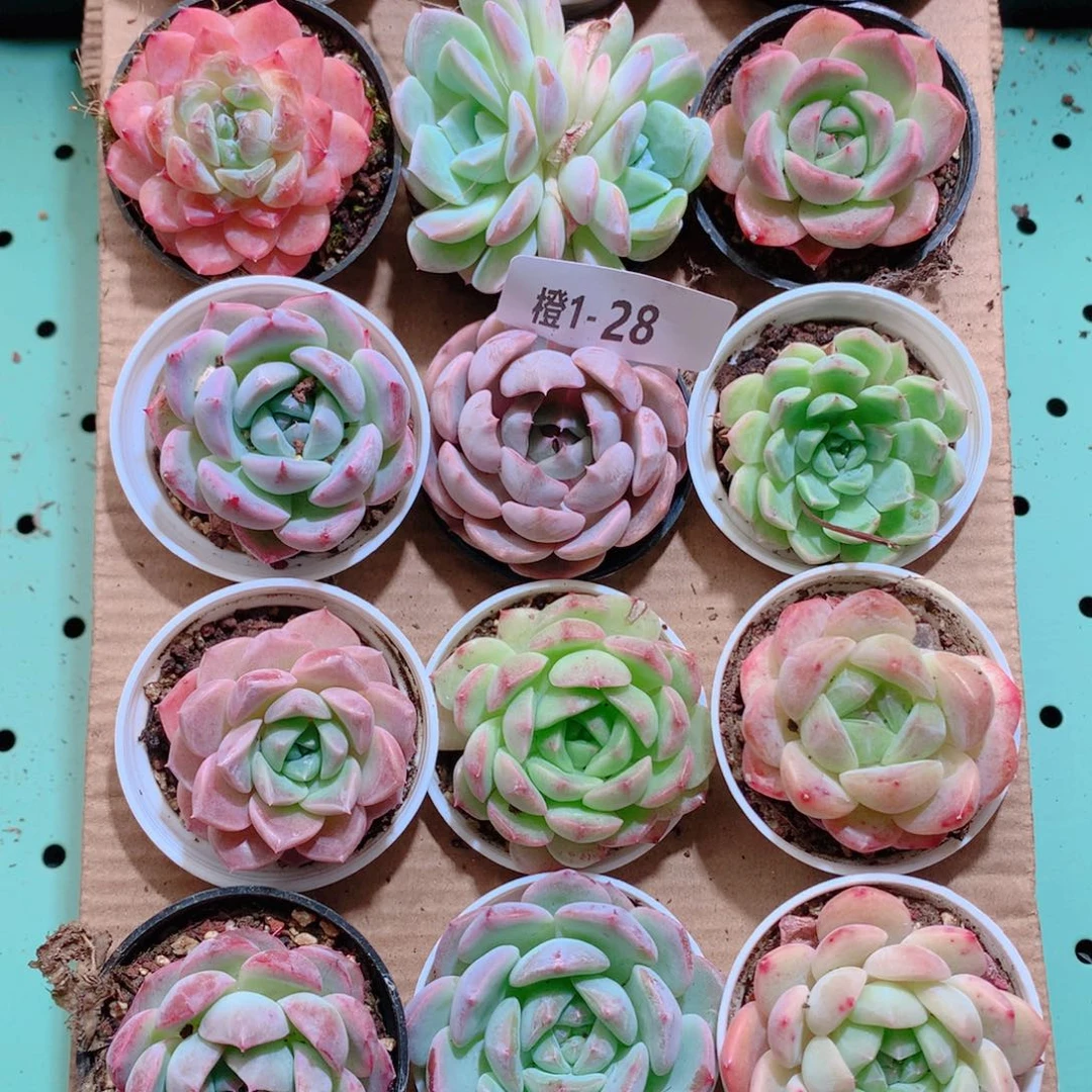 1-28一物一拍带盆18颗