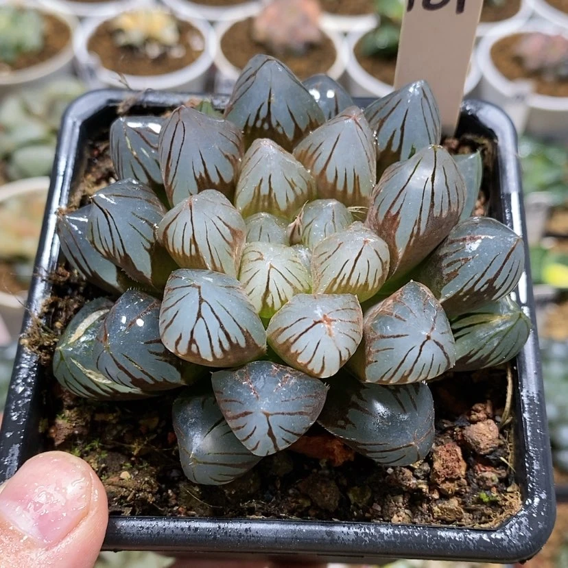 【闪购商品】181龙爪母本