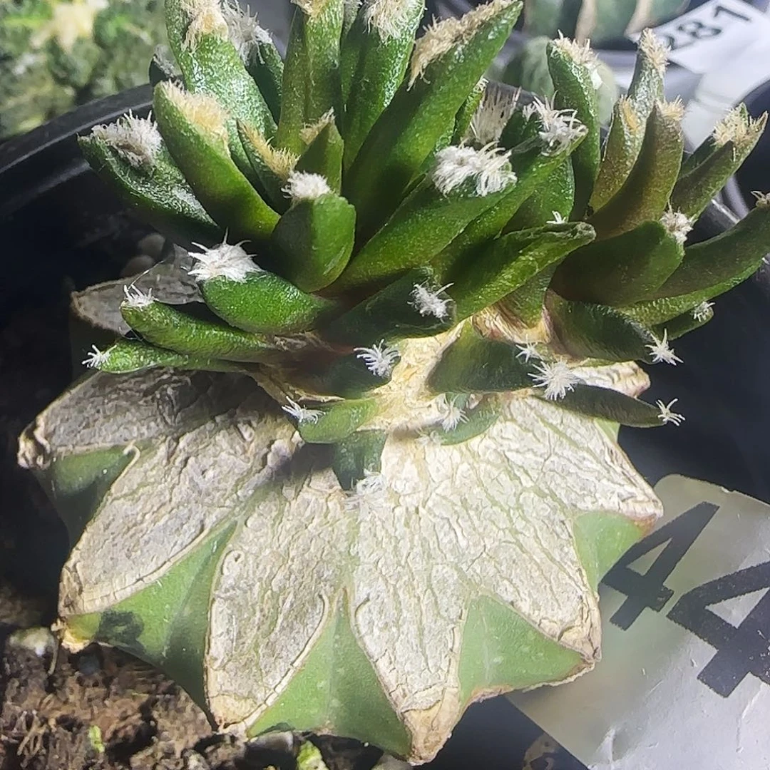 龙舌兰446仙人球开花