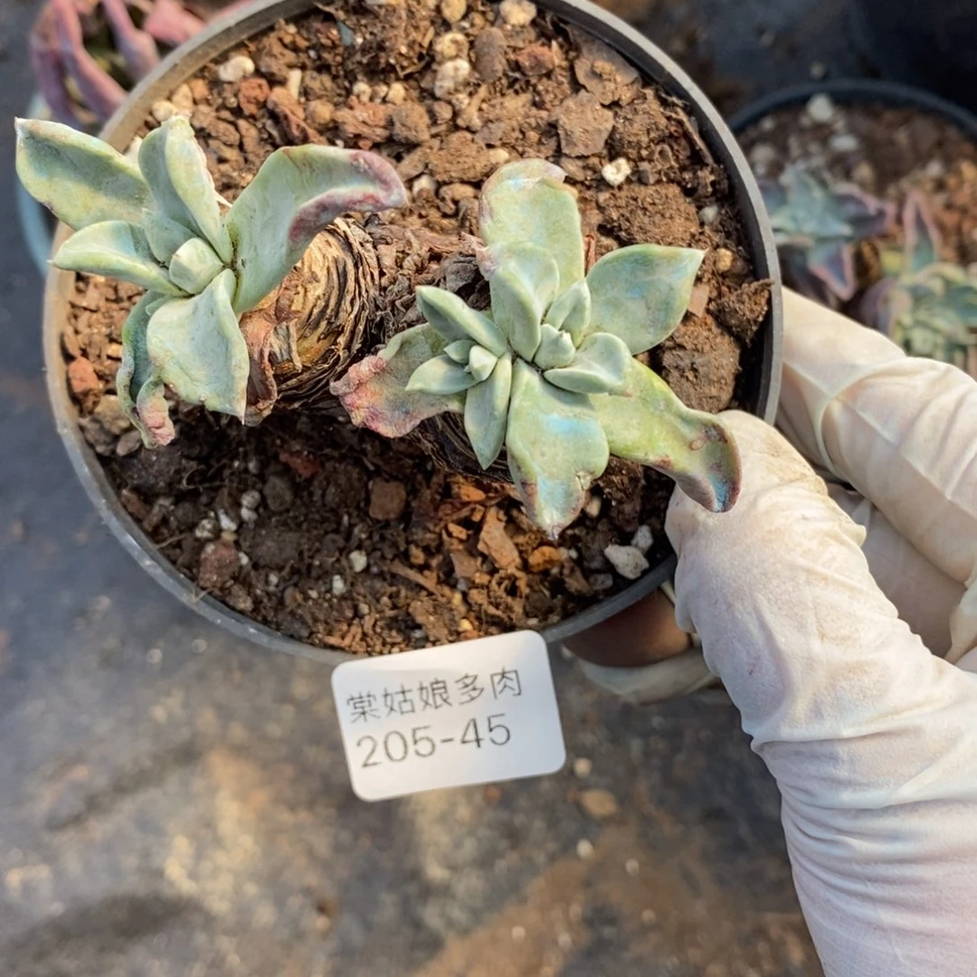 45号苹果叶小可爱