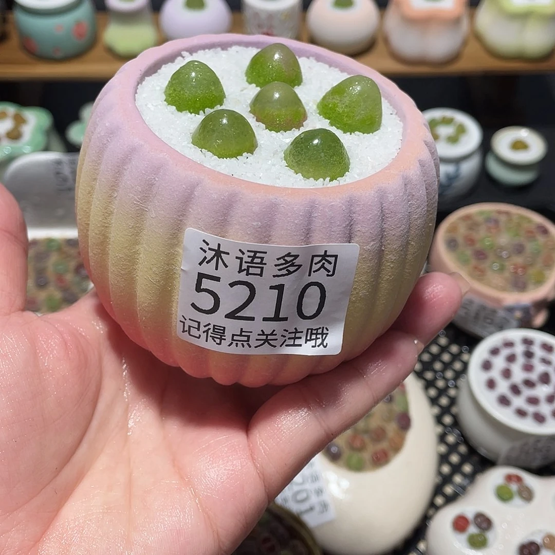 带盆土植物 一物一拍5210