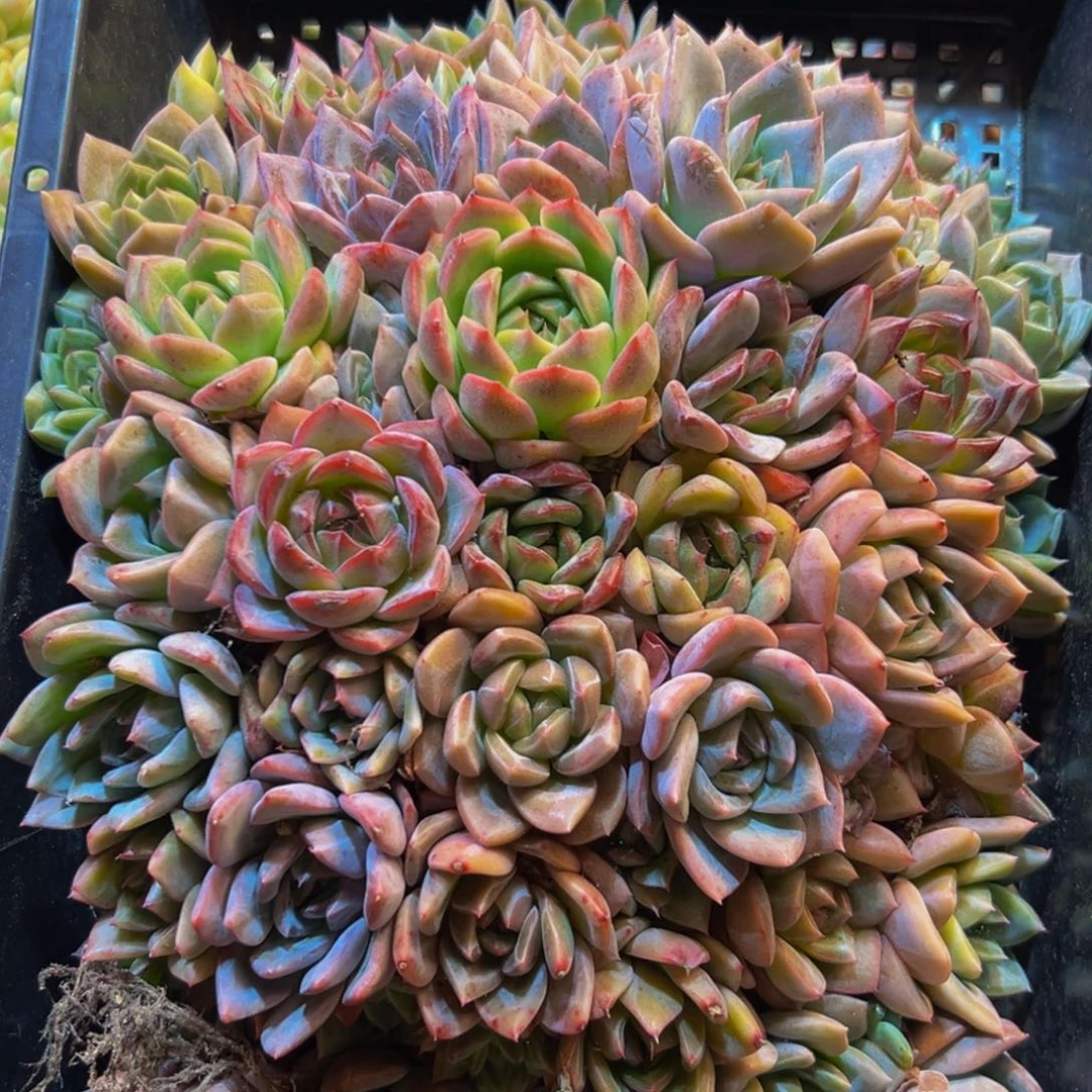 歪****670多肉植物和植物在这里