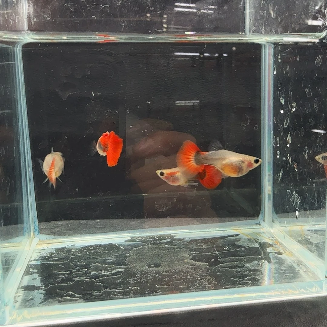 孔雀鱼黄暴球玻璃猫两对