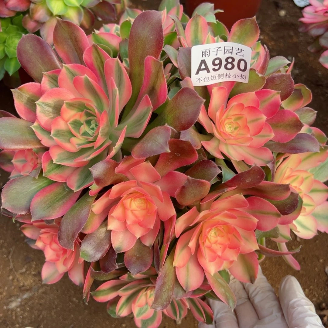 980香妃尺寸28左右