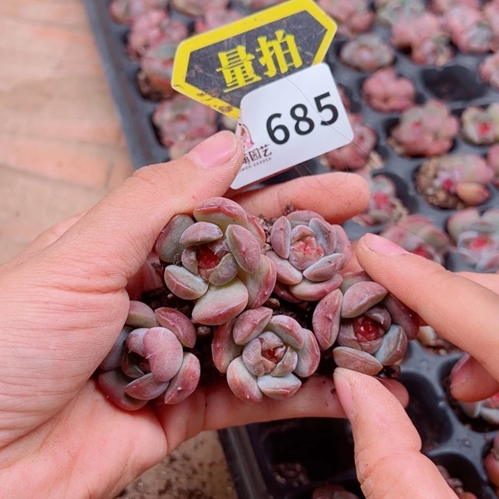 多肉植物多肉植物