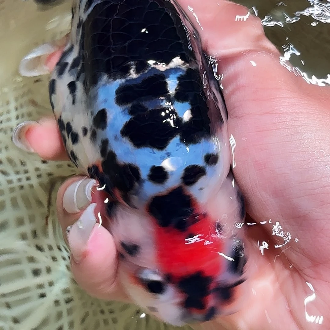 z***y金鱼拍包装包邮，不拍包装运费到付