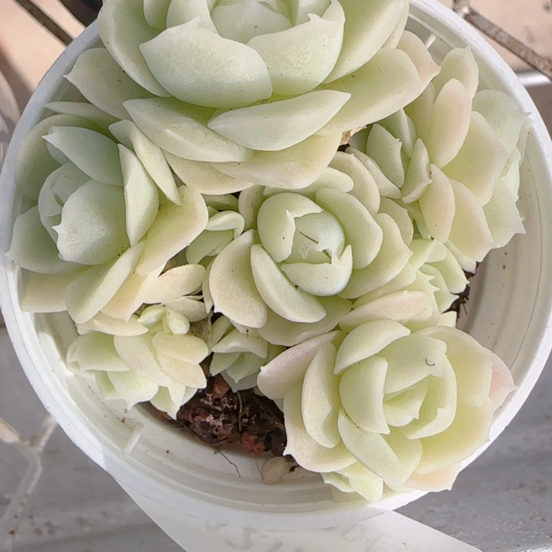 桃***）花语多肉1215-171散