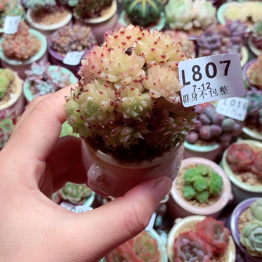 精控拇指盆多肉7.12807