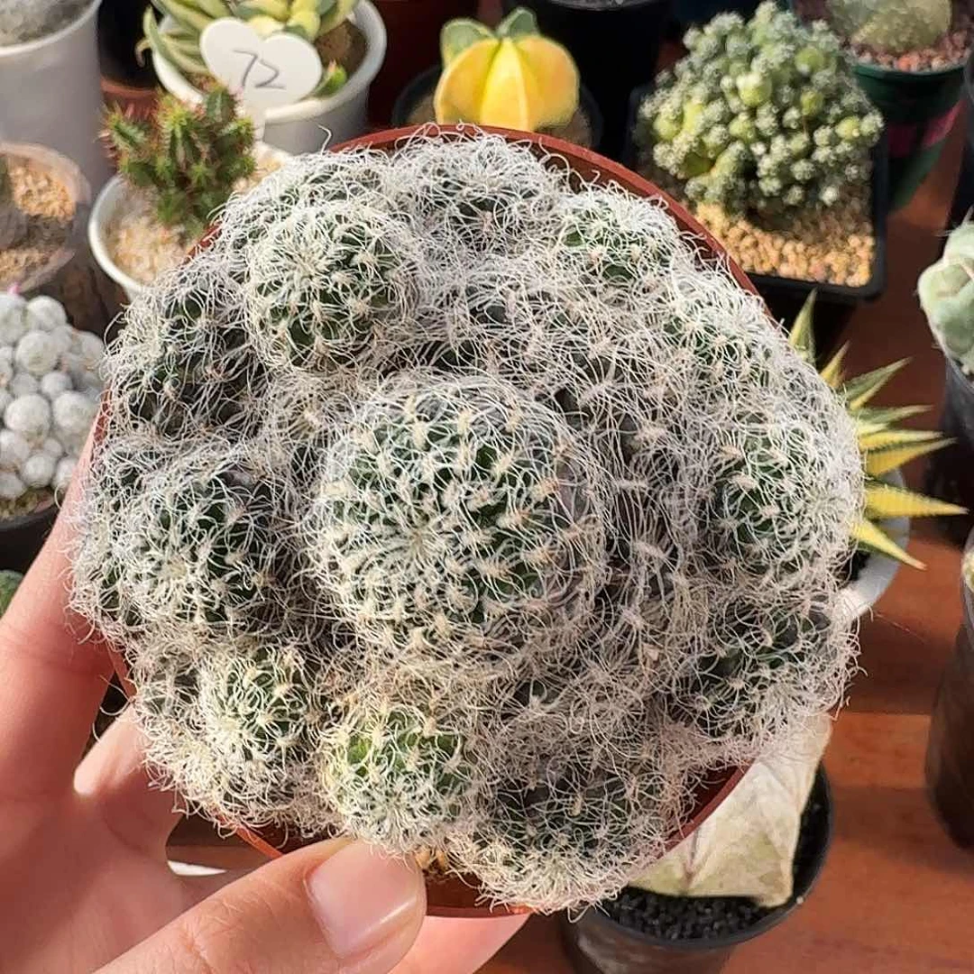 胜利丝仙人球123