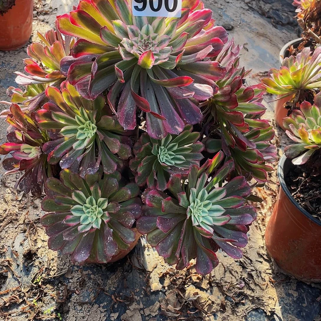 芳***旧多肉法师900号樱花发货