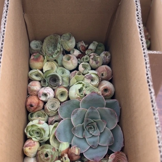 三碗007 玫瑰混合花盒