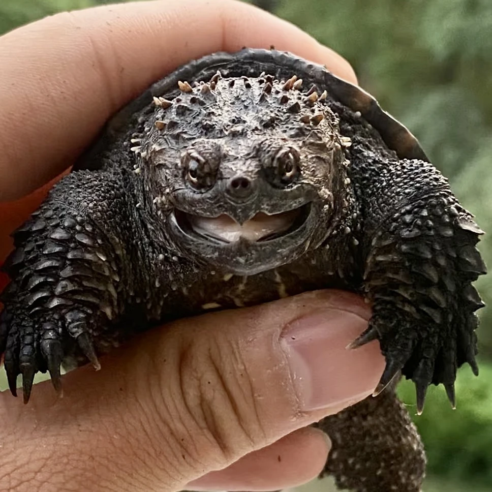 凶猛纯佛鳄黄化白化佛鳄凶猛观赏龟精选小龟苗纯佛杂佛小鳄龟